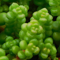 Sedum divergens 